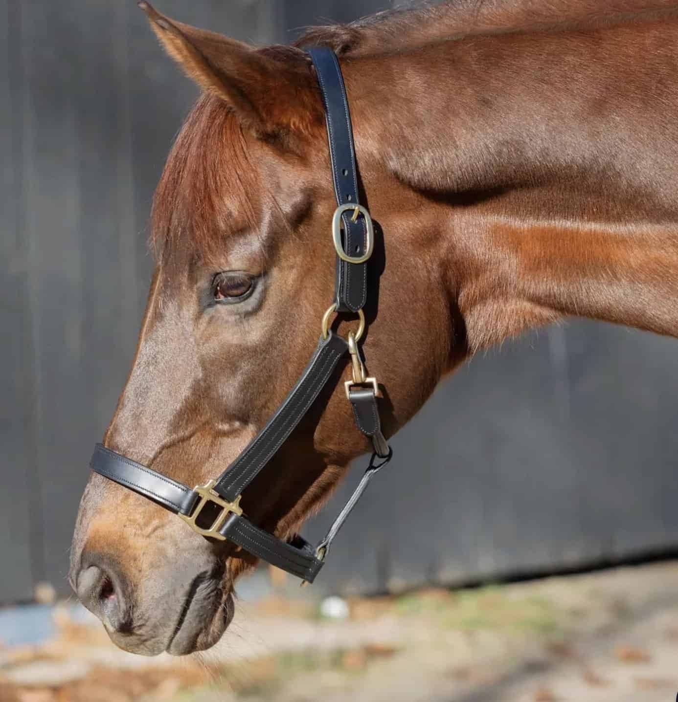 Equinavia Valkyrie Classic Leather Halter
