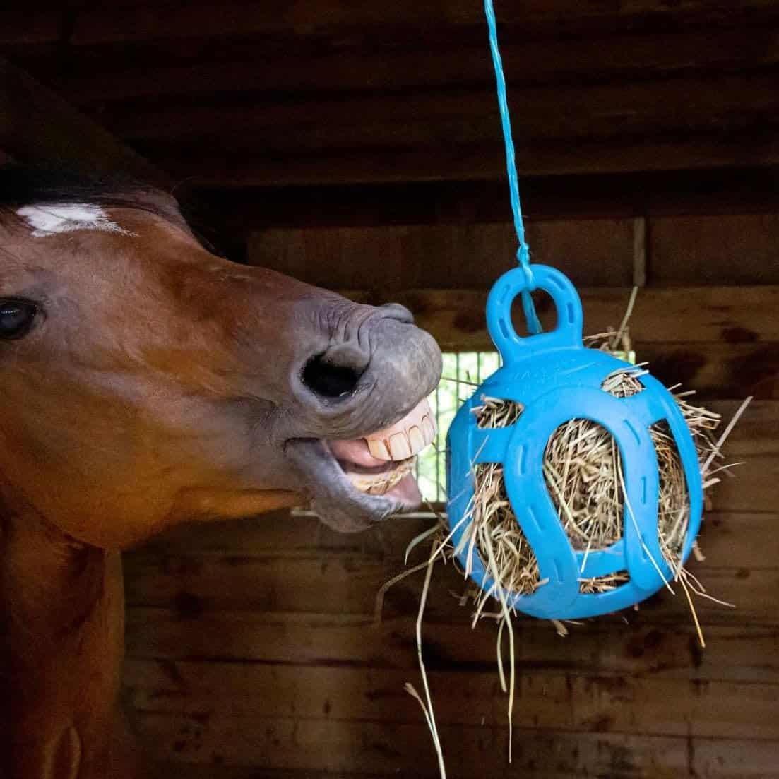 Horse Lover Gift